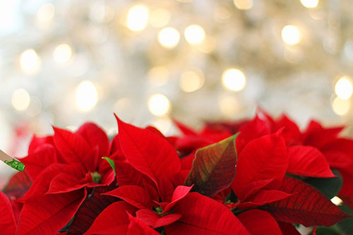 Julblommor